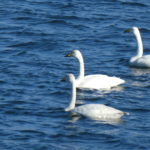 いわき市で見られる白鳥　飛来地５ヵ所と鳥インフルエンザについて