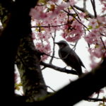 いわき市の河津桜は今週が見頃ですね！勿来火力発電所と２１世紀の森公園編