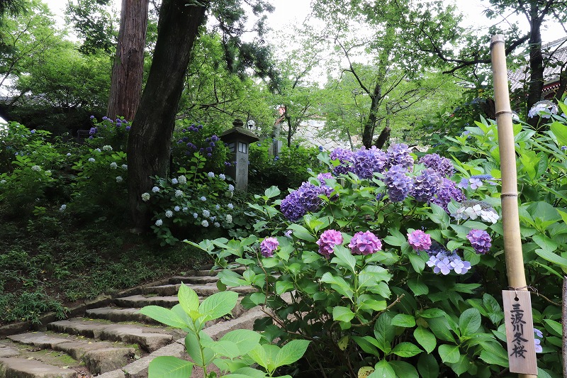 ２０２０年　茨城県　雨引観音　紫陽花を見てきました！(前編）
