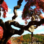 いわき市おすすめ紅葉スポット　湯本町　ときわ台の「銀杏と紅葉」！渡辺町「シダレモミジ」