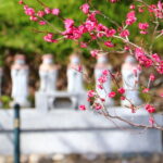 いわき市花見の名所　湯本「梅林寺の梅」　平「専称寺の梅」　梅は咲いたか？桜はまだかいな！？