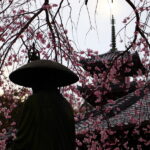 ２０２０年いわき市「さくら前線」を気の向くままに！湯本地区・平地区・四倉地区！