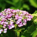 いわき市　波立寺（波立薬師）の紫陽花が見頃ですね！２０２１年６月
