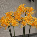 もう見ました？いわき市で見られる「曼珠沙華・彼岸花　６選」は今が見どころかな！
